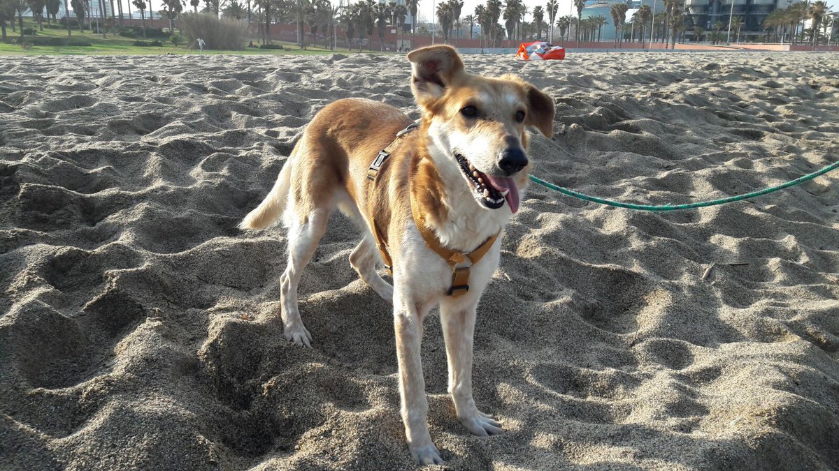 bcn_ajuntament's tweet photo. Us presentem la Samba! Té 5 anys, és una mica poruga, molt carinyosa i #BuscaAmo #adoptaBCN #animalsdecompanyia https://t.co/nV4qt4sySb https://t.co/9oxnfPLTEy