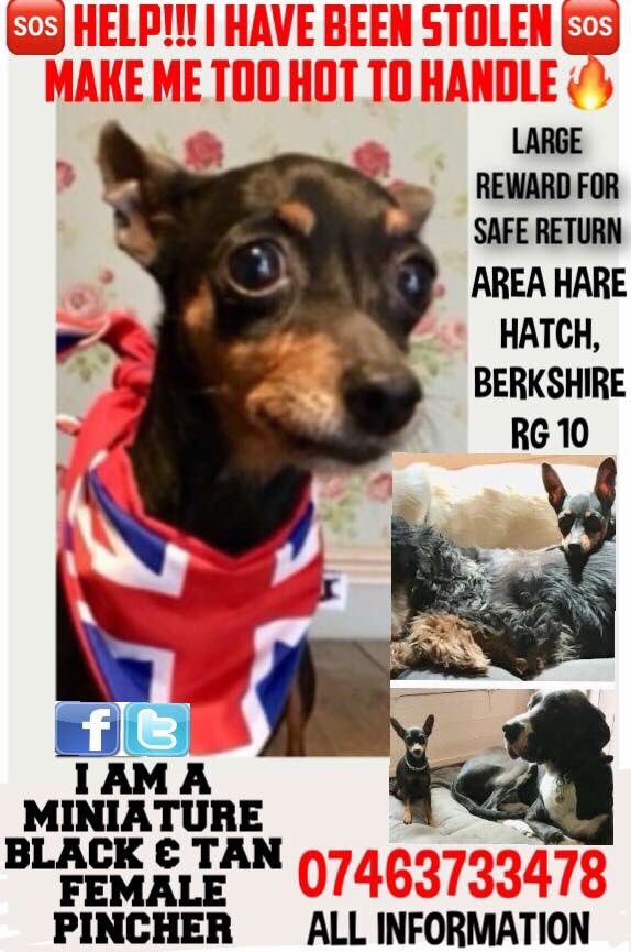 Dr_Dan_1's tweet photo. Diddy the #miniature #Pinscher was stolen from her garden today near #HareHatch #Berkshire #RG10 Her family, #LucysLaw campaigner Niki Roe, is heartbroken. Please RT to make Diddy #TooHotToHandleUK Help #FindOurDiddy β€οΈπΎ @ThamesVP #PetTheftReform https://t.co/MskmQkl0RE https://t.co/m72JBvXaHh