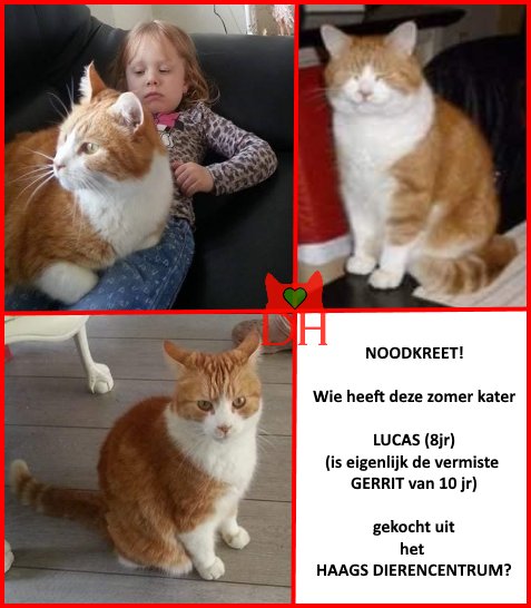 DE_HERENIGING's tweet photo. 🔴💔🔴NOODKREET!! 🔴💔🔴

Wie heeft deze zomer kater LUCAS (van 8 jr oud) gekocht van het Haags Dierencentrum? 
Dat is namelijk de vermiste GERRIT van 10 jr oud! 
#DHver #retweet  #dtv #rtaub https://t.co/5eQY92oqHs https://t.co/wypzhkfJQp