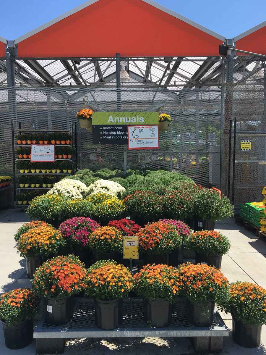 7Karthur's tweet photo. 🍁The Home Depot in Lenoir City is restocked with gorgeous mums and shrubs, ready for your fall planting needs🍁 #HD740 #TheGreenTeam #Knoxville @jaybisping @Jaydeckard @NealMattison @CamDaven @GuinnJeff #HappyLaborDayWeekend https://t.co/ZtQ39ju6hA