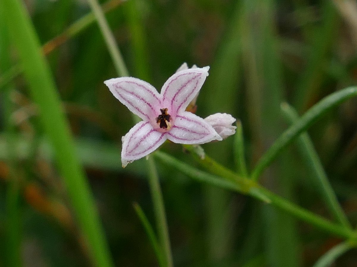 Jane Rock tweet media