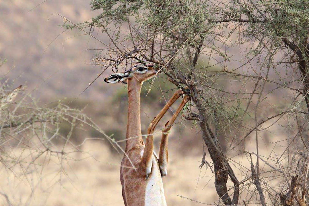 #Wildlife makes me #happy #Love the #Geranuk in #Africa #Kenya also known as #Giraffe #Gazelle @Nature_Kenya @africageo @bestfriends @bestofswla @DigBatonRouge @AcadianaProfile @the337magazine #champions4wildlife @dodo @HoboHotel4Cats @GALLERYBNOLA @NolaLivingMag