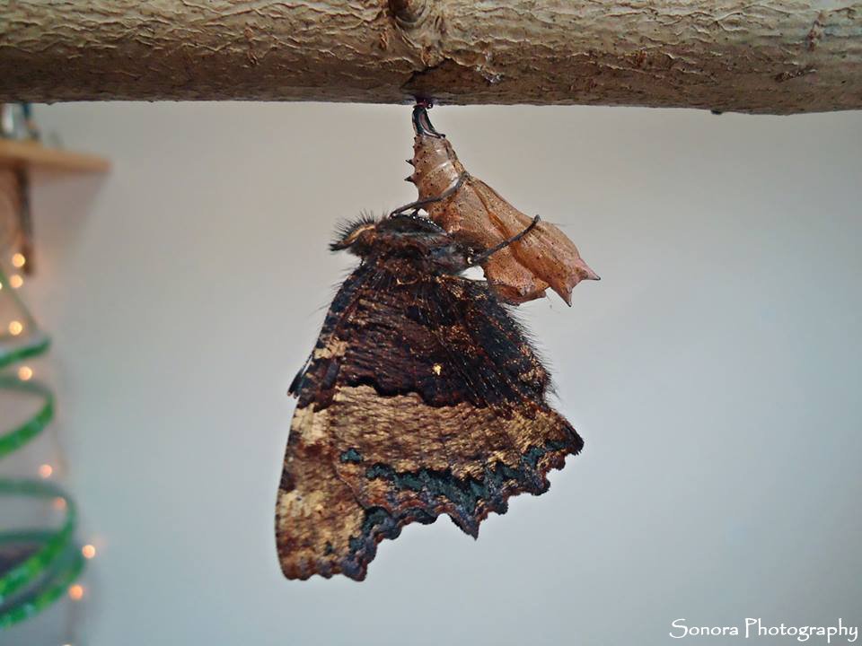 Wildlife_Rules's tweet photo. So honoured for the opportunity to raise Large Tortoiseshell butterflies (Nymphalis polychloros) for release. Believed to be rare / extinct in Britain. My first time seeing this species, they are absolutely stunning! A good luck kiss is mandatory! #Butterflies #LargeTortoiseshell https://t.co/LrpjN3BAqJ