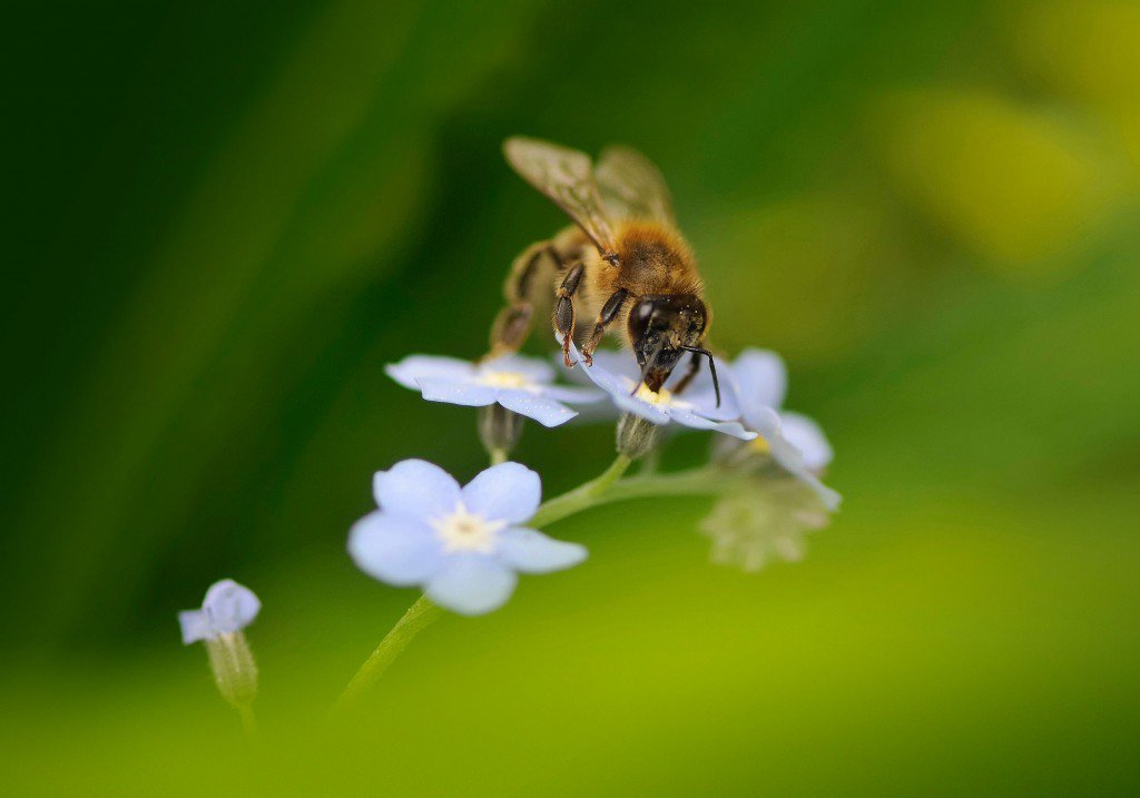 There’s lots of buzz around DUC podcast Ep.16! That’s because we talk to <a href="/UCalgary/">U Calgary</a> landscape ecologist <a href="/pgalpern/">Paul Galpern</a> about pollinators like wild bees and why wetlands are important for their future in areas with abundant croplands.  
ducks.ca/podcast
#DUCPod #bees #pollinators