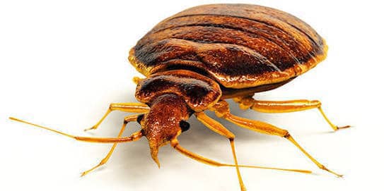 PestBustersNG's tweet photo. When the bugs come visiting, these are some of their trademarks....Marked arms and shoulders,blood stains on your beddings,red itchy bites and a strong unpleasant mushy odour like that of a wet rag...Call the professionals now to handle them @ Pestbusters (08100524711) https://t.co/s9XESvumeq