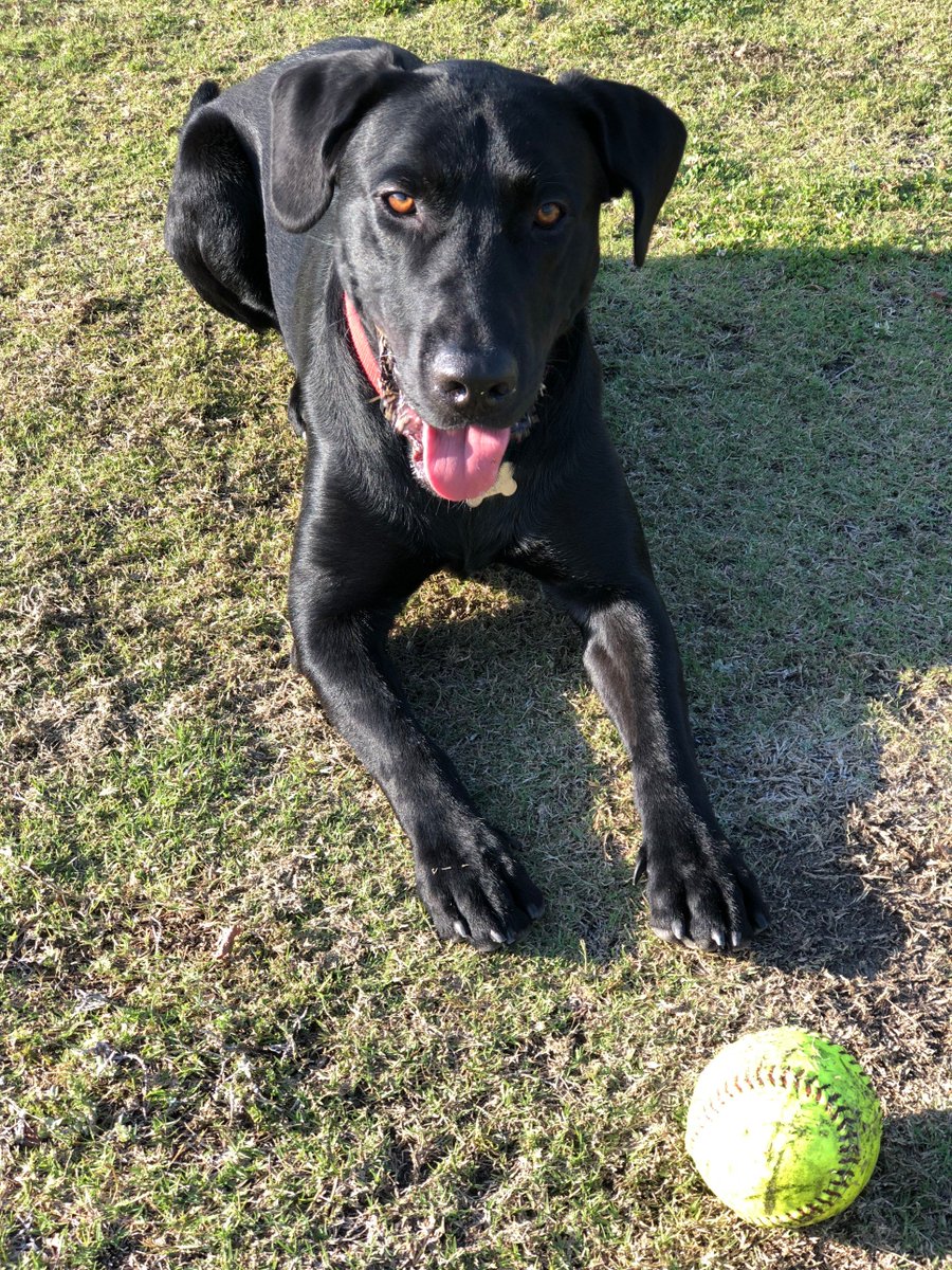 Snydogs's tweet photo. #LaborDayWeekend is made for playing ball! @BisonDesigns @dogcelebration #DogsOfTwitter #LabradorWeekend https://t.co/fSr3dFVIcK