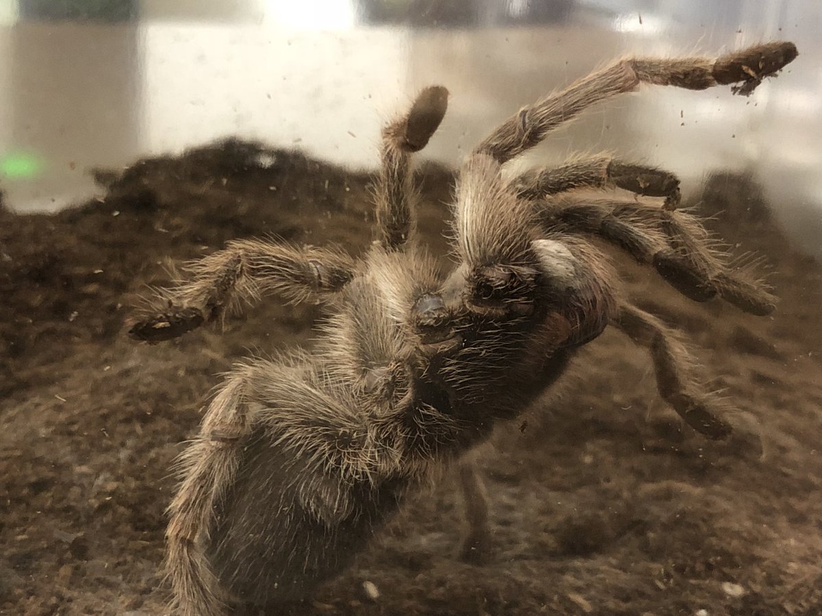 ローズヘアータランチュラ