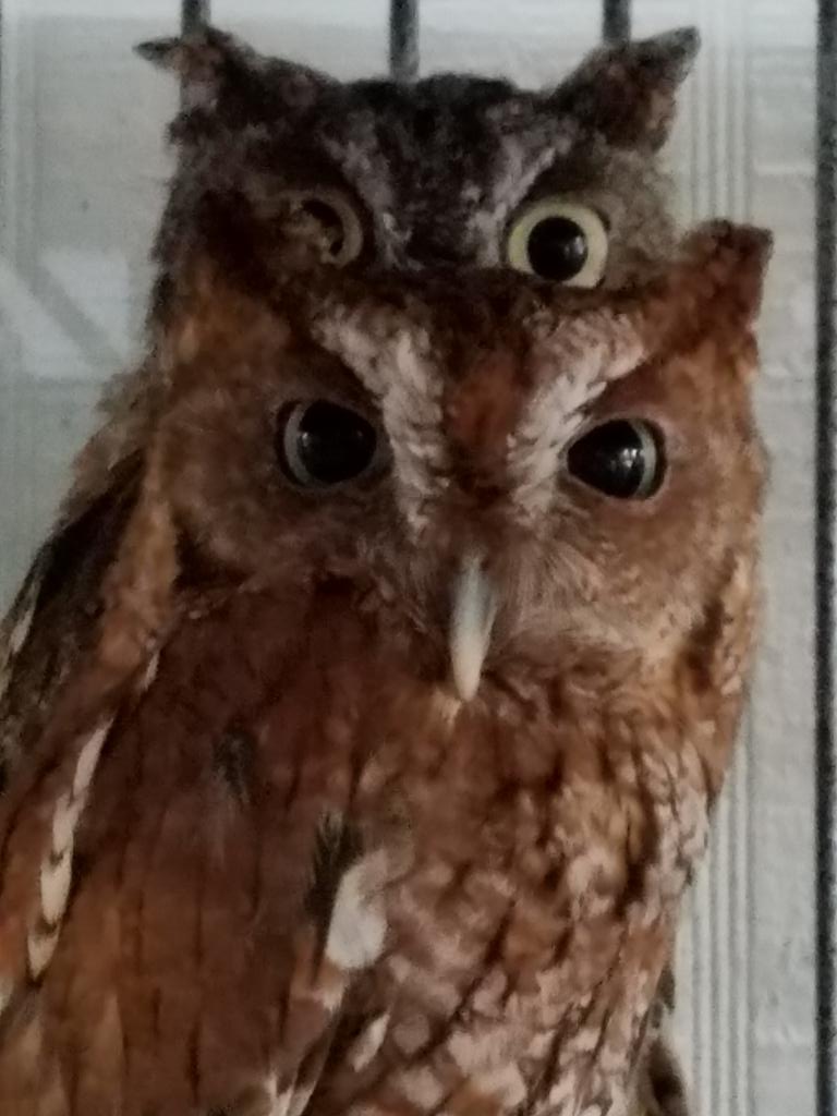 marie bourgeois tweet media