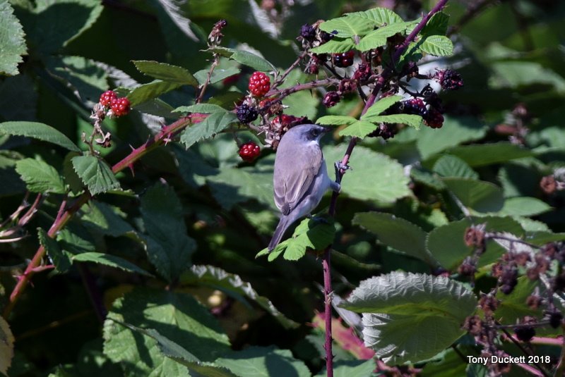 parkbirdslondon's tweet photo. Not a very productive day in #regentspark but there were some good lookers first thing. This #LesserWhitethroat was again in the Chat Enclosure, area 39. There was a handful of common migrants there and one showing of a female redstart at 6.50am.
#londonbirds #LBCbn #patchbirds https://t.co/KB1P47LEMc