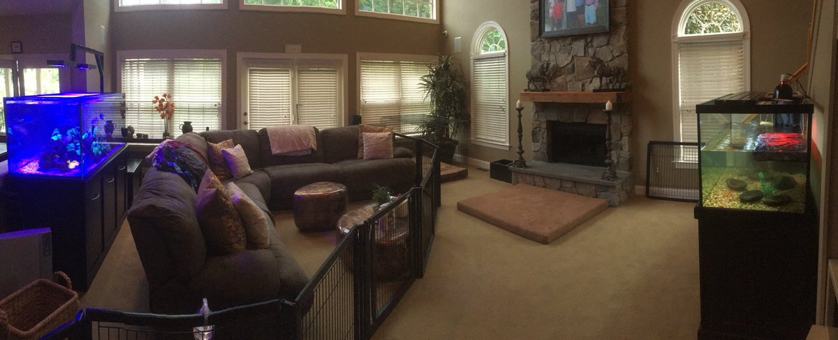 ArmcoAquatics's tweet photo. Residential reef &amp; turtle tank in West Chester, PA serviced by Armco Aquatics.

#armcoaquatics #reeftank #turtletank #turtle #reef #aquarium #aquariumservice #residential #saltwateraquarium https://t.co/cIOhdkshsU