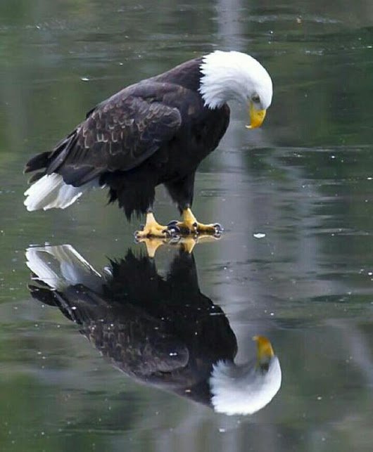 FriendsTravel's tweet image. #SoarWithEagles #ReflectOnOneself #Integrity #Honesty #Trust #Kindness #Respect