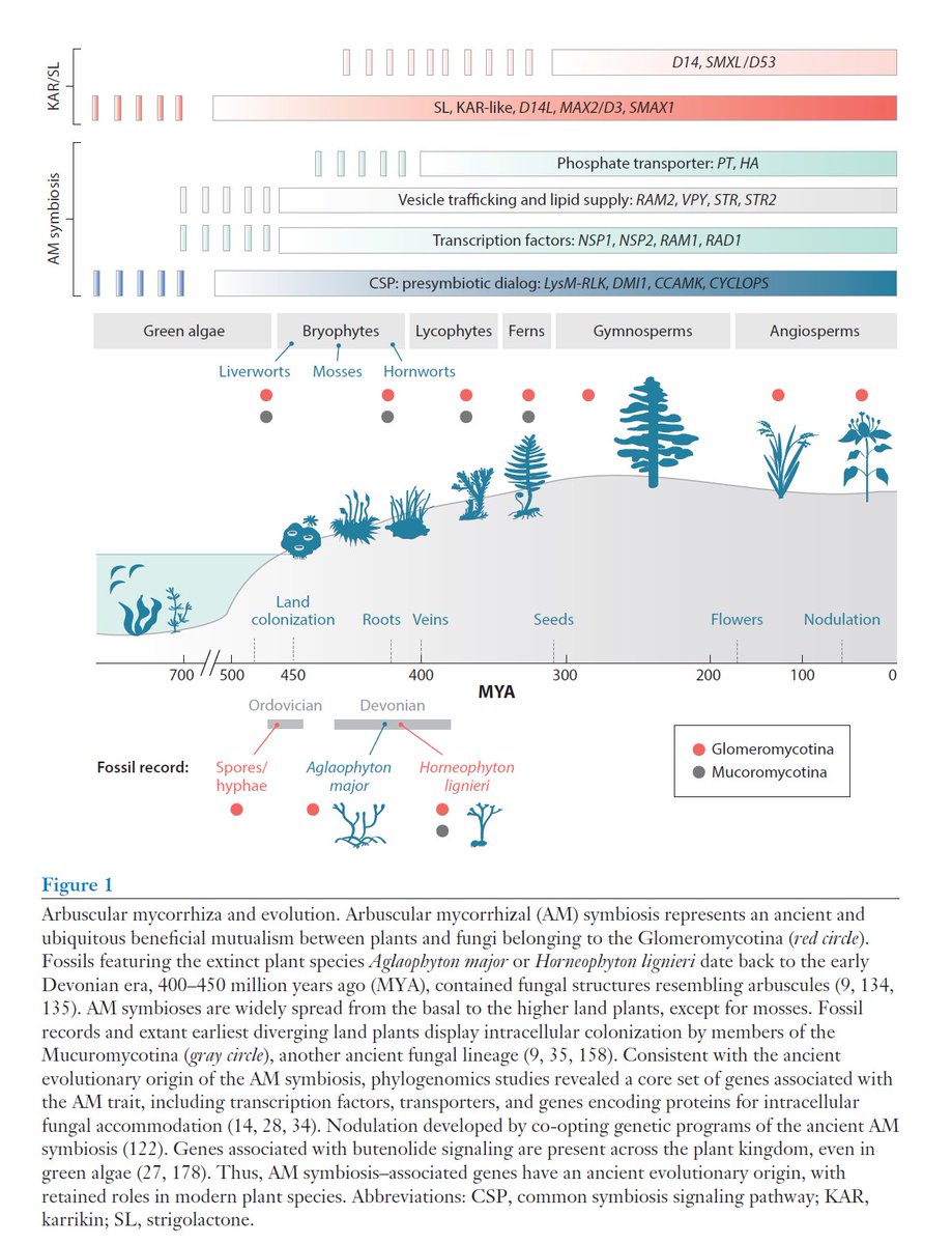 MaxymReva's tweet photo. Mechanisms Underlying Establishment of #Arbuscular #Mycorrhizal #Symbioses. Review. During #presymbiosis, AM fungus and plant communicate via #oligosaccharides and #butenolides. Ancient role for #lipids in fungal mutualism. https://t.co/bARnzqOBFN vía @AnnualReviews | @plantsci https://t.co/GAXvxozRns