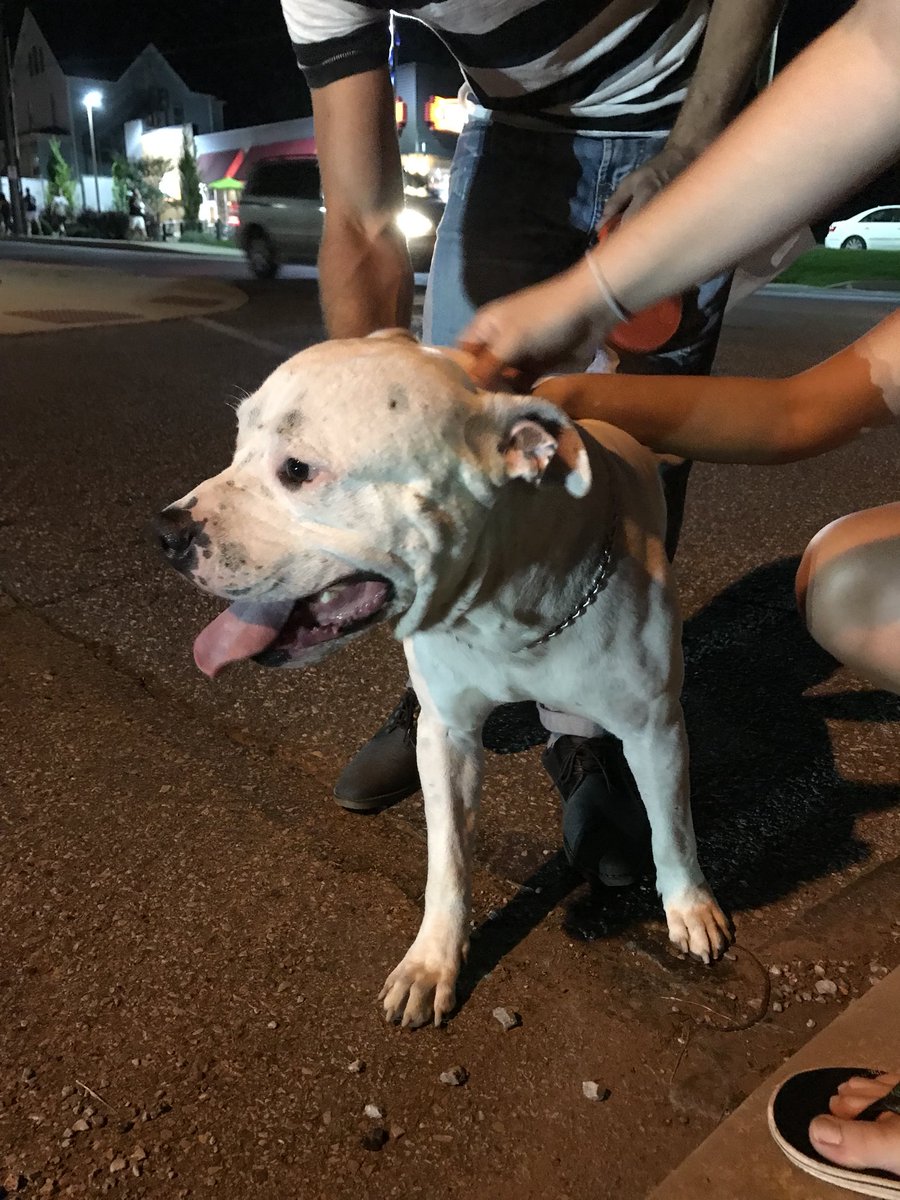 Dogs Of IUP tweet media