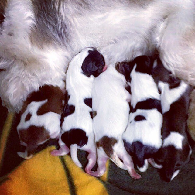 ParadiseK9's tweet photo. Our first litter of little Shih Tzu puppies made an appearance last night! We have 1 male and 4 females! Mom and babies are all doing well. #shihtzupuppy #shihtzusoftwitter #shihtzulovers #shihtzu_squad #puppiesoftwitter #puppylove #puppiesforsale https://t.co/9ZWnuMuXJ7