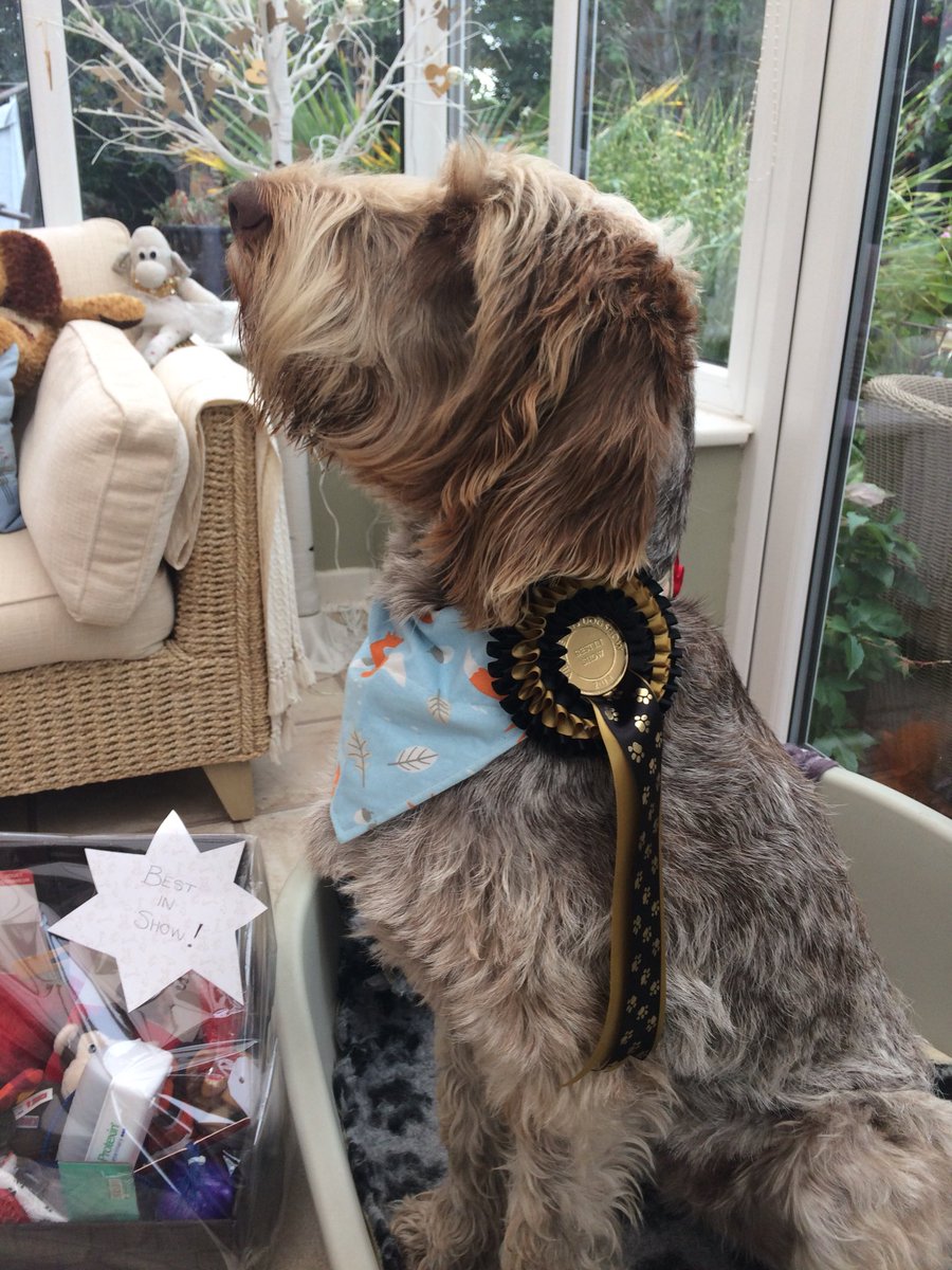 Superspinone's tweet photo. I won, I won!! #BestinShow at @Formbyvets Charity dog show https://t.co/LYn3VulO0q
