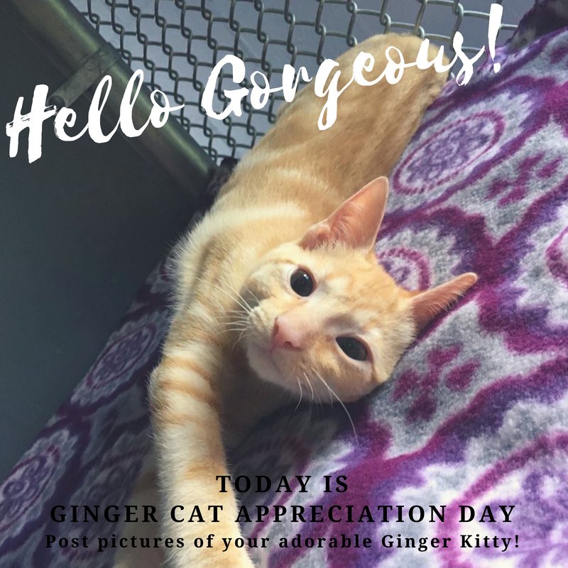 HSEC's tweet image. Happy Ginger Cat Appreciation Day!! Itty Bitty Tibby says this is the BEST DAY EVER!