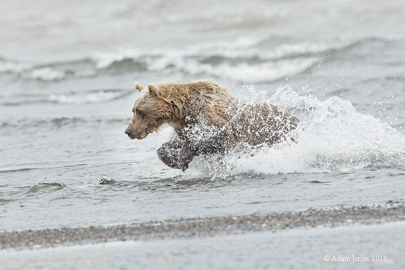 AdamsCamera's tweet photo. Brown Bear diving for salmon in Alaska.  Canon 5D Mark IV, 600 F4 with 1.4x teleconverter, F8, 1/1000th sec. ISO 1600  #Canonusa #naturephotographer #animal_captures #wildlifeaddicts #wildlifephotography #travelworld #CanonExplorerOfLight https://t.co/8izej8jgVU
