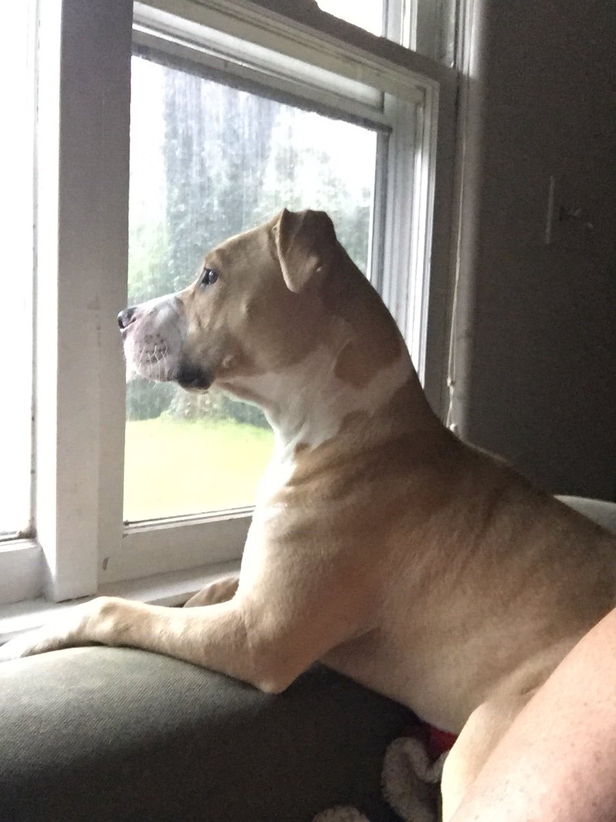 rednsammy's tweet photo. Cora watching the rain https://t.co/lKtam277DH