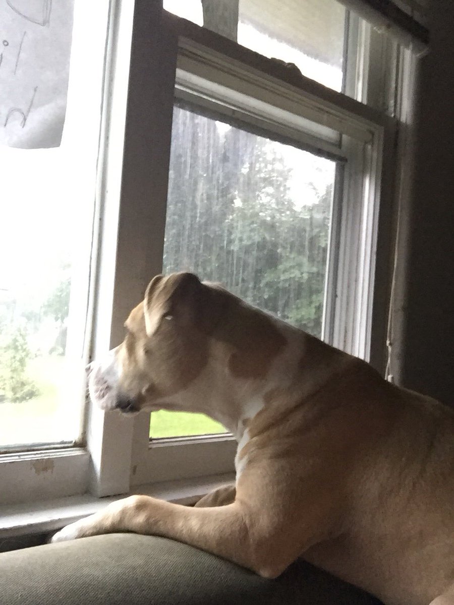 rednsammy's tweet photo. Cora watching the rain https://t.co/lKtam277DH