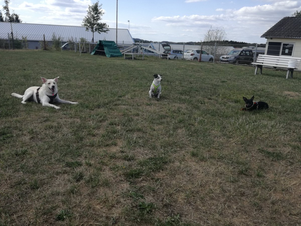 PatrickGelbach1's tweet photo. Endlich Feierabend
Erst die angehenden #Truppführer #Ausbilden dann spaß auf dem #Hundeplatz in #Marienheide und jetzt endlich auf der Couch.
#Feuerwehr #Ausbilder https://t.co/eAM7Xyx7ET