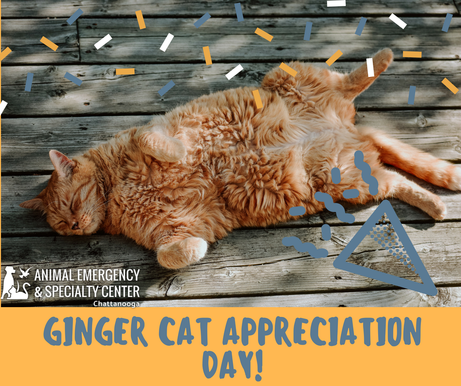 AESCchattanooga's tweet photo. We are a fan of all cats, but today is a day for Ginger Cats! Show us your fabulous orange felines! #gingercat https://t.co/BjoEEIUyRe