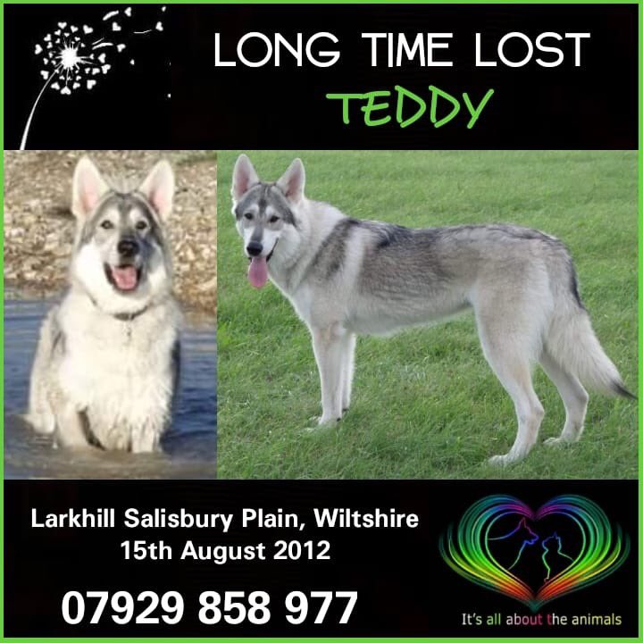 #longtimelost TEDDY ‼️6 #heartbreaking years 15/8/12 ‼️ OWNERS NEVER GIVEUP ITS JUST AWFUL, their lives come on hold #Larkhill #SalisburyPlain #Wiltshire DID SOMEONE YOU KNOW BUY TEDDY? Pls come forward with any info...it's NEVER too late, honestly 🆘