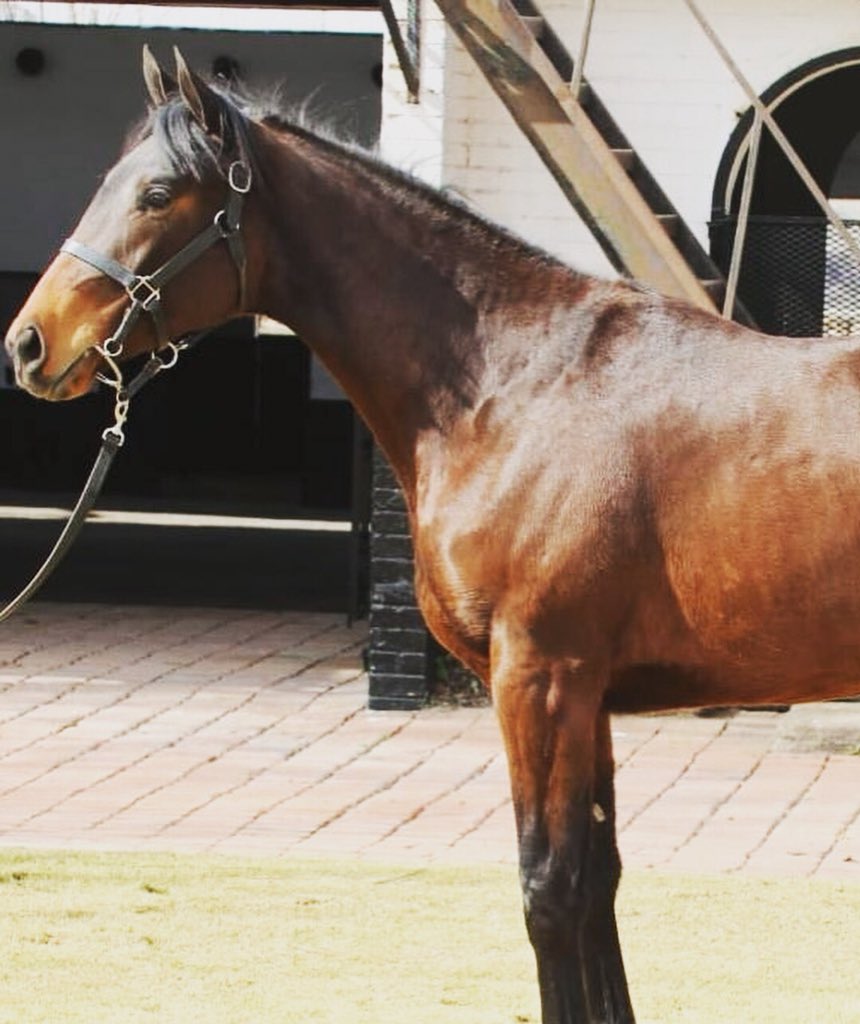 Kevin Lerena tweet media