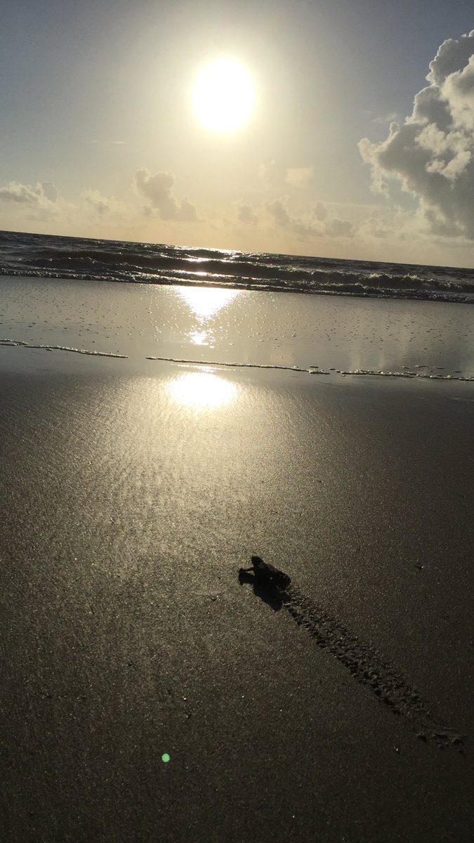 “Only those who will risk going too far can possibly find out how far one can go. “TS Eliot #seaturtlepatrol