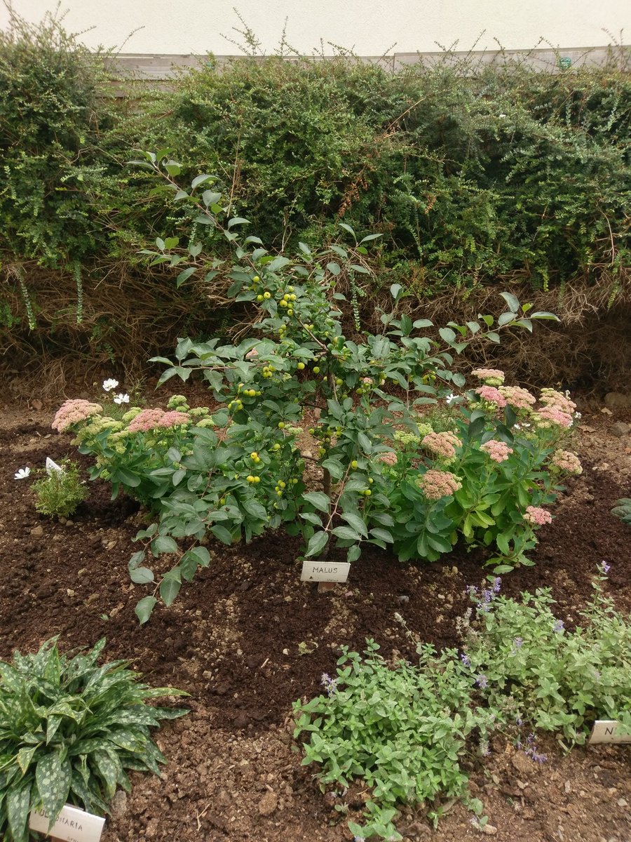 CabinteelyTidy's tweet image. Our pollinator friendly garden at Cabinteely Library is coming along nicely.#cabinteelytidytowns #pollinatorfriendly #cabinteelylibrary #garden