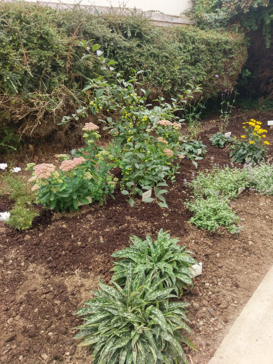 CabinteelyTidy's tweet image. Our pollinator friendly garden at Cabinteely Library is coming along nicely.#cabinteelytidytowns #pollinatorfriendly #cabinteelylibrary #garden