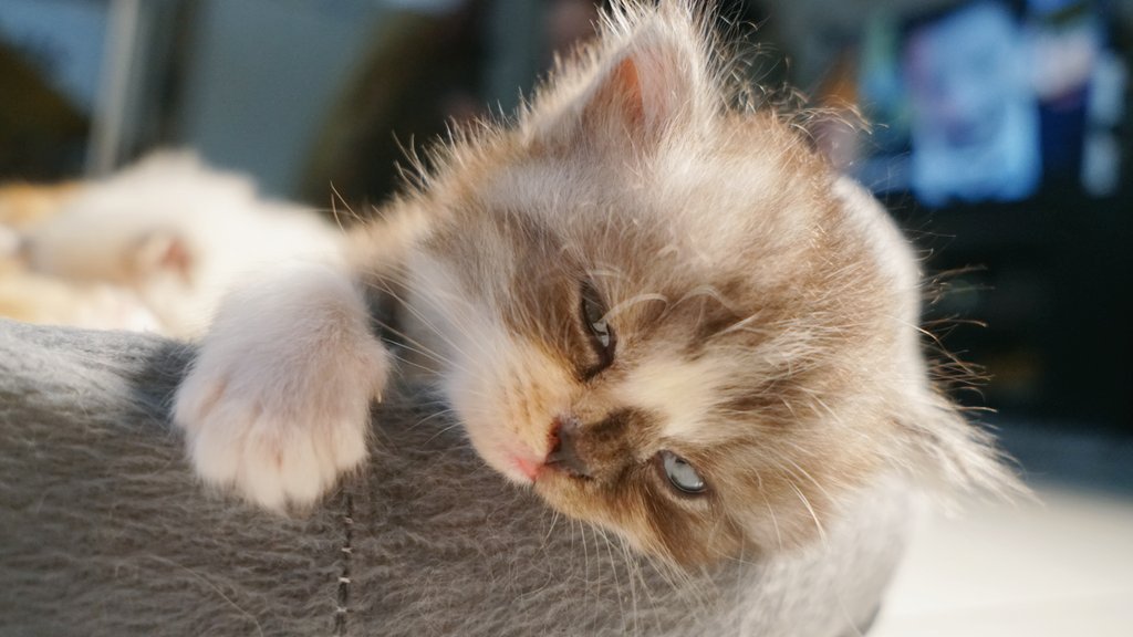 إيرلندا tweet media