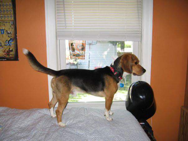 DawgPoundHound's tweet photo. It's been 3 years today since I had to say goodbye. I miss you #DunkinGoNuts you were one of a kind. #SaturdayThoughts https://t.co/0YyprNVdJu