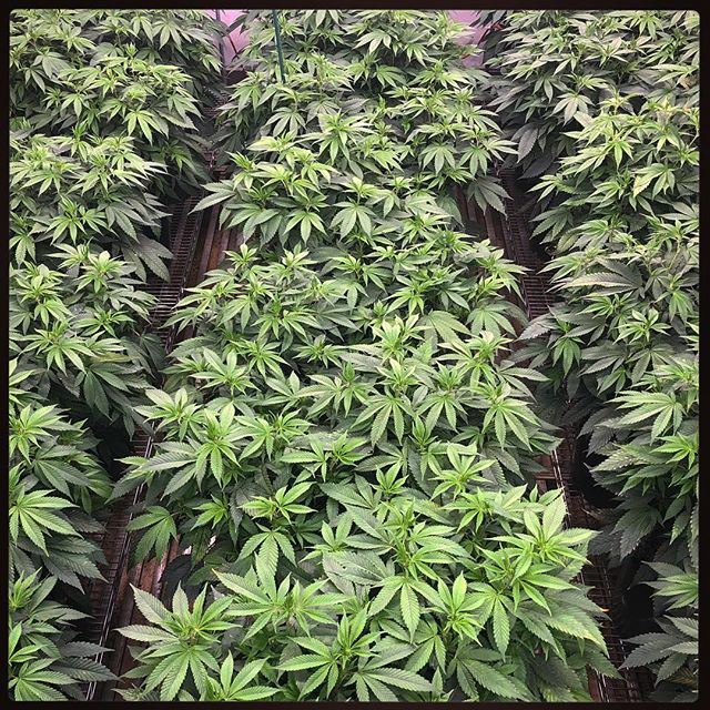 hififarms's tweet photo. Juicy green

#HiFiFarms #BlueFrost #Juicy #Green #THC #Indica #Cannabis #ReadyToFlip #OregonCraftCannabis #VegMode #CleanGreenCertified #Terpenes #LEDLights #Indoor #Myrcene #OMRI #Trichomes #FrostTownUSA #MakeAmericaGreenAgain https://t.co/w7WiX4I7wA