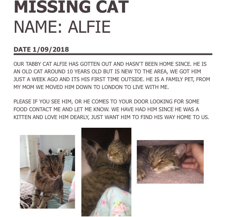 hollEshaw's tweet photo. PLEASE HELP ME FIND MY LITTLE BOY AND GET HIM HOME ❤️❤️ @AnimalSearchUK @LostCatsNetwork @TangoMango9 #Beckenham #br3 https://t.co/jjsqG5gdbU