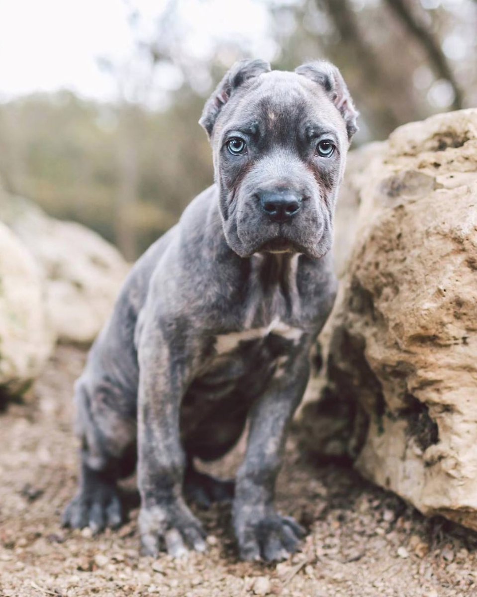Lucious, the 12wk old Neapolitan Mastiff. Excited about being big one day.