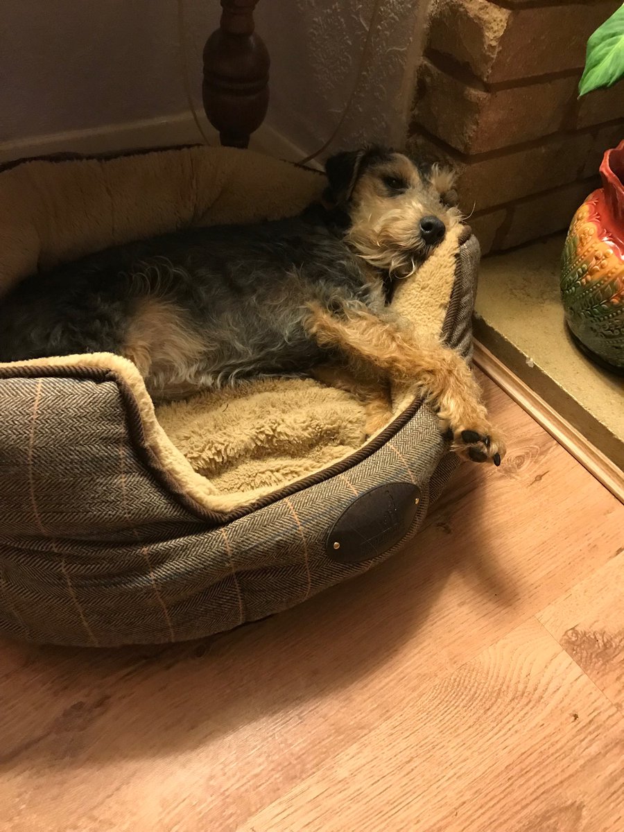 RollrightRoz's tweet photo. Moreton Show was good but I’m really tired now 🐾🐾🐾🐾 https://t.co/3QiZho1LIU
