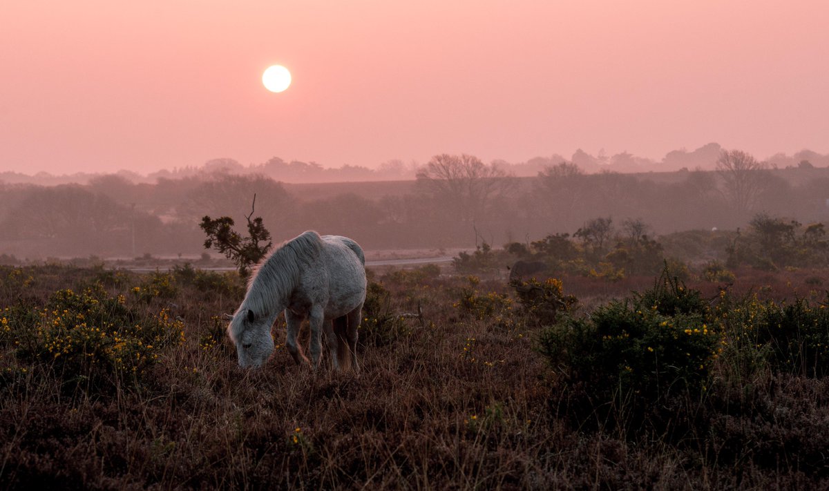 A month has passed since we announced the winners of our first Spencers Photo Comp of the year and announced our new theme: New Forest Wildlife - Have you entered yet? #SpencersPhotoComp #photography