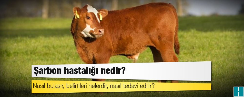 Haberdar Ar Twitter Sarbon Hastaligi Nedir Nasil Bulasir Belirtileri Nelerdir Nasil Tedavi Edilir Https T Co Wnjvrmq8kk Https T Co Z5w4gnqpge Twitter