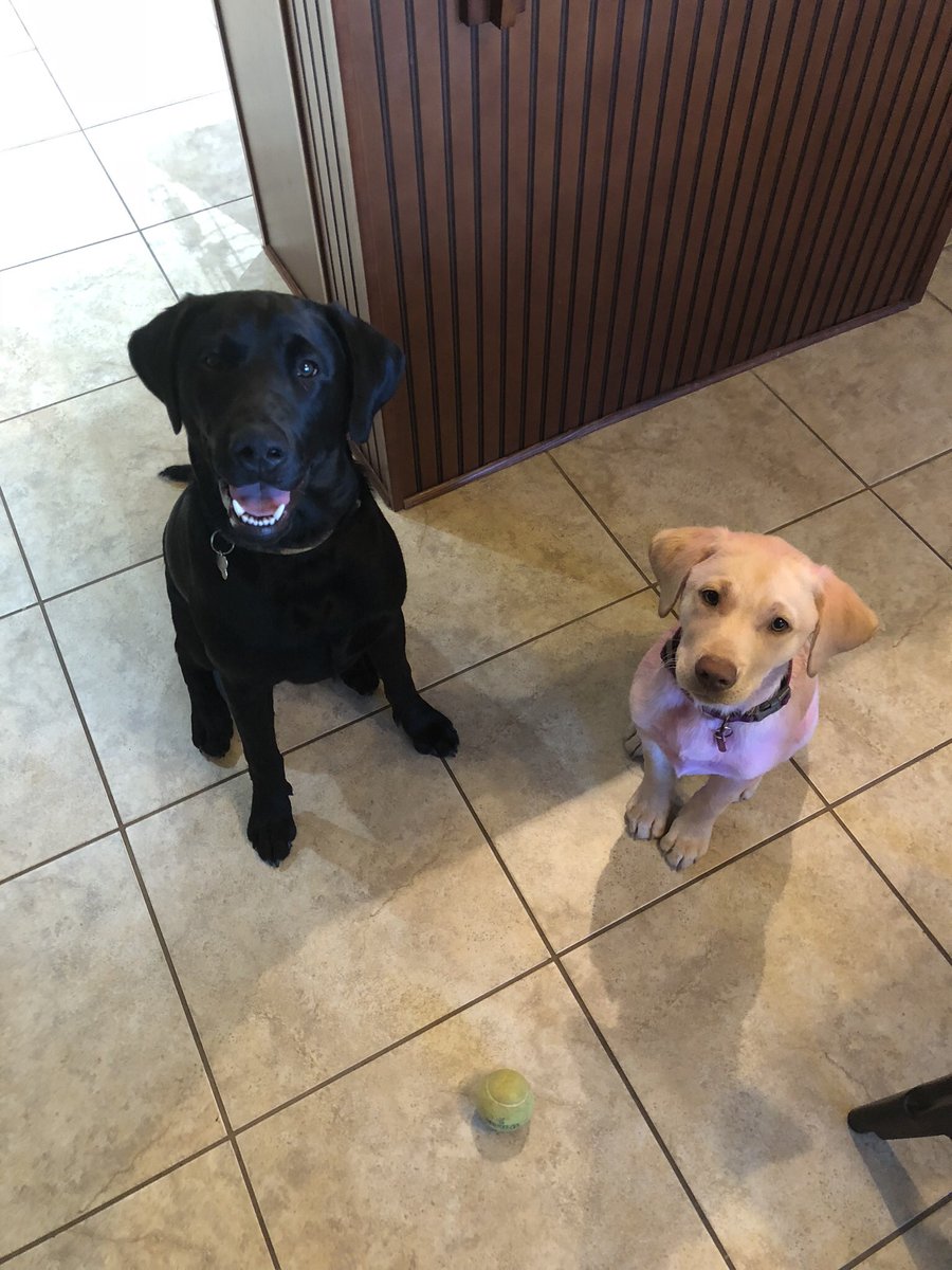 Emily61969756's tweet photo. My babies https://t.co/3m2d2VfxMv