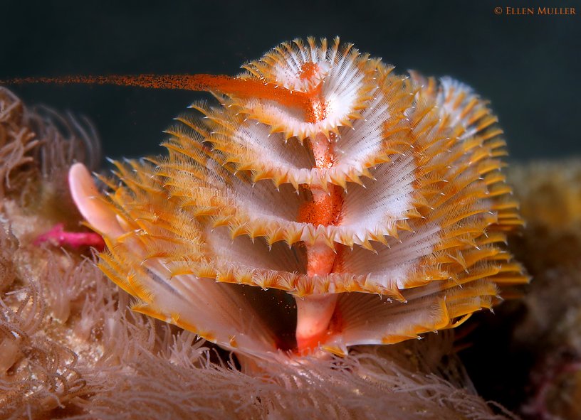 Female Christmas Tree Worm Spawning with a steady stream of bright orange eggs.
#BonaireDiving #AwesomeNature #CoralSpawning