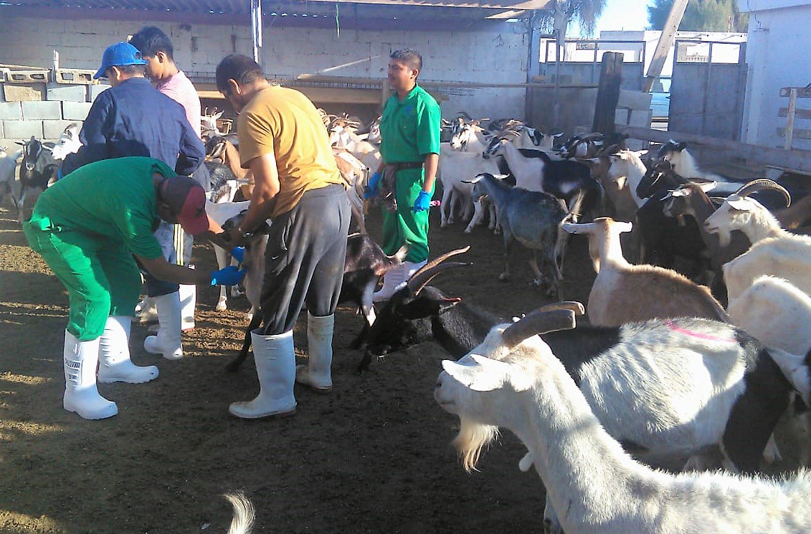 SEDERCOAH's tweet photo. Continúa Programa de Vacunación contra #Brucelosis en #RegiónLaguna para ganado caprino. Médicos Veterinarios del Comité de Sanidad Animal trabajando en diferentes comunidades de #SanPedro y #Matamoros @flores_mendez @mrikelme #FuerteCoahuilaEs https://t.co/a7SF9rL4JB