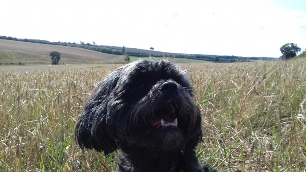 Bollidog's tweet photo. Mummy @NinaStobart is enjoying her holibobs in the sun, but I’m having more fun getting muddy on my holibobs! https://t.co/gGhk4W9OGF
