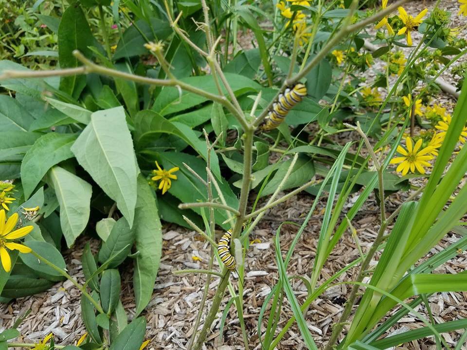 Check out what was found in the <a href="/LincroftSchool/">Lincroft Leopards</a> butterfly garden today. Some hungry monarch catepillars munching on our butterfly weed!  As you can see, one plant is already mostly eaten!