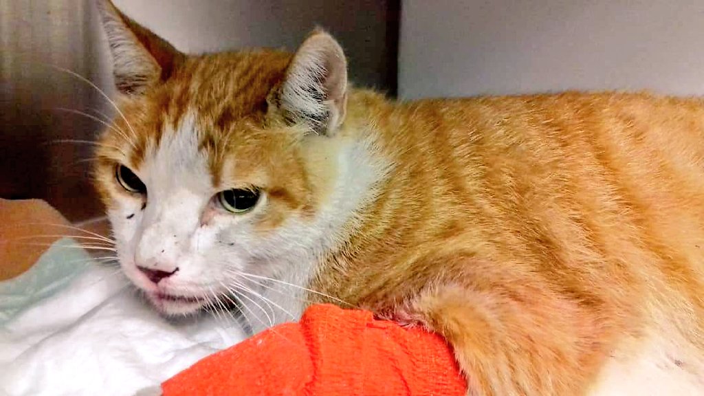 Gat atropellat a #MalgratdeMar (c/Abat Oliba). Porta un collar per les puces marró i està castrat. No té microxip, ara es troba a la clínica amvet, si coneixes la seva família > 679347067 #gràcies #maresme