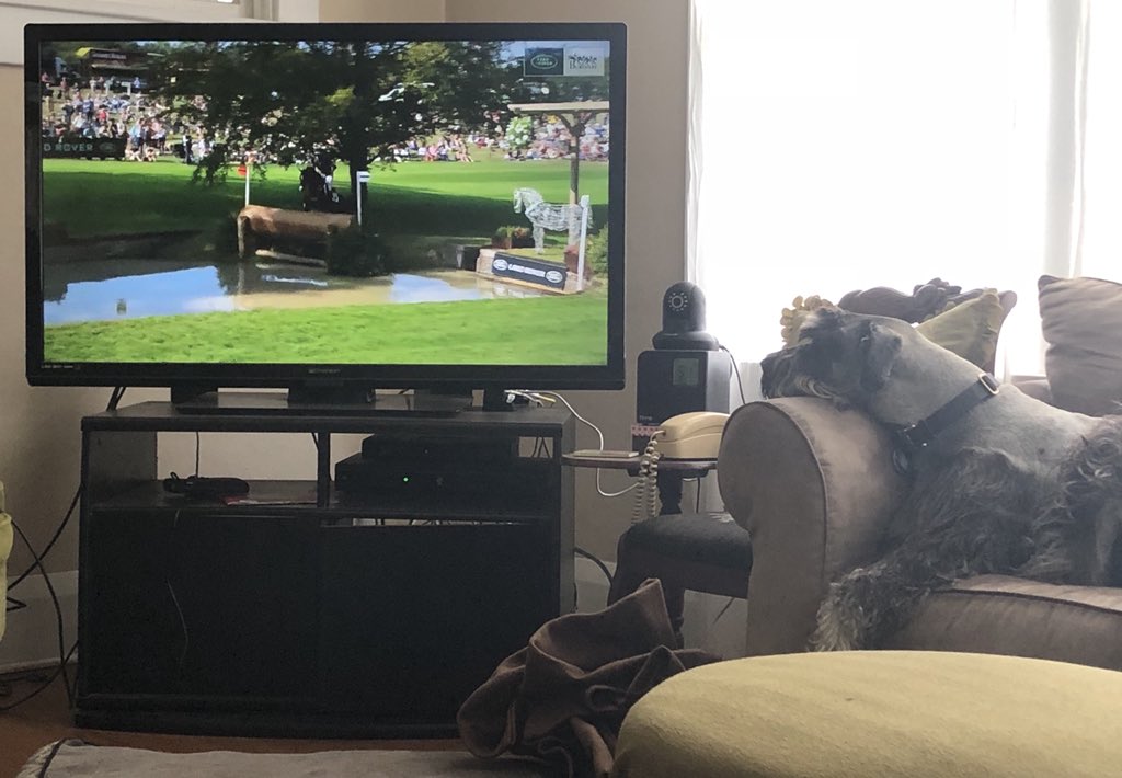 rdheadstepchild's tweet photo. Luke watching Tim Price and Ringwood Sky Boy at @LRBHT_Official -he loves #xc! #LRBHT18 #lrbht @eventingnation #dogsofeventing https://t.co/GoMNSICKYy