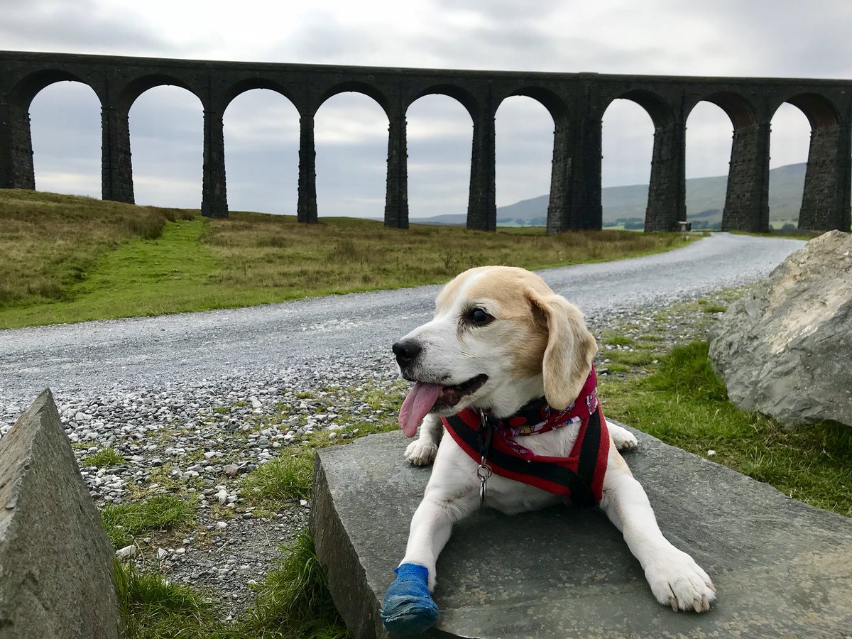 Mummy took me to see dis bootiful viaduct today. Its pawsome😍 #RibbleheadViaduct