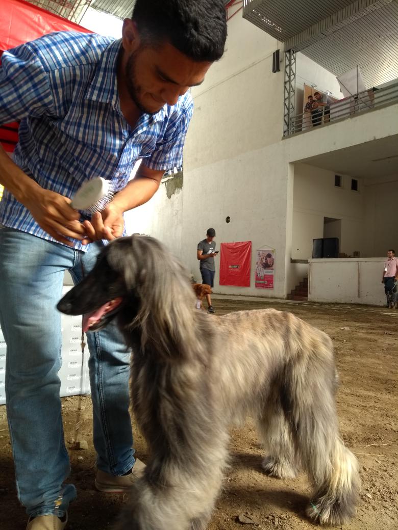 Camara_Armenia's tweet photo. Los amos disfrutan con sus peluditos en la exposición canina de #AgroExplora2018. https://t.co/RbvJyc2ek0
