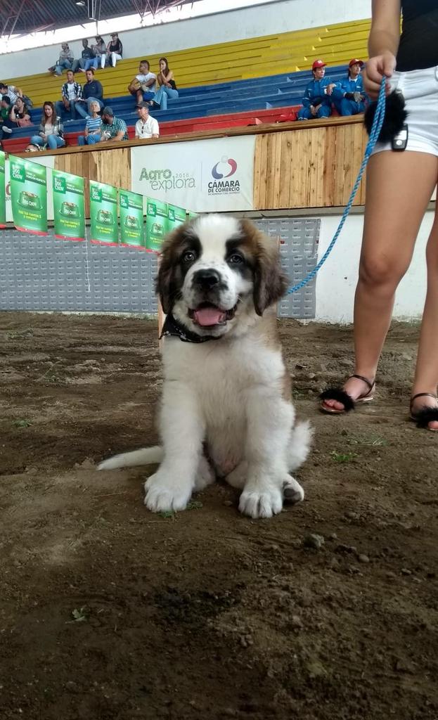 Camara_Armenia's tweet photo. Los amos disfrutan con sus peluditos en la exposición canina de #AgroExplora2018. https://t.co/RbvJyc2ek0