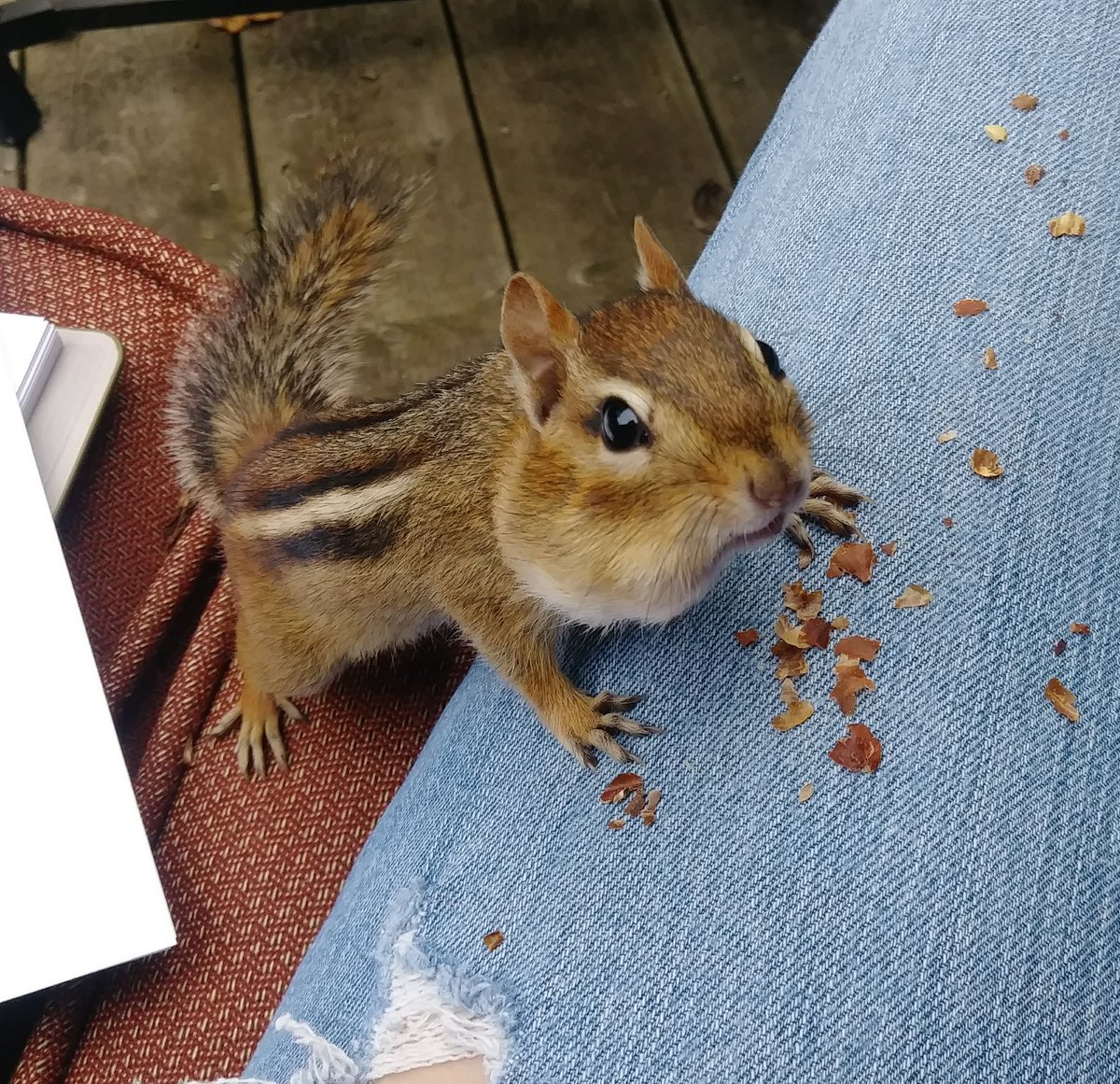 BethAV's tweet image. Getting some help with my #CoursePlanning #BacktoSchool #chipmunk