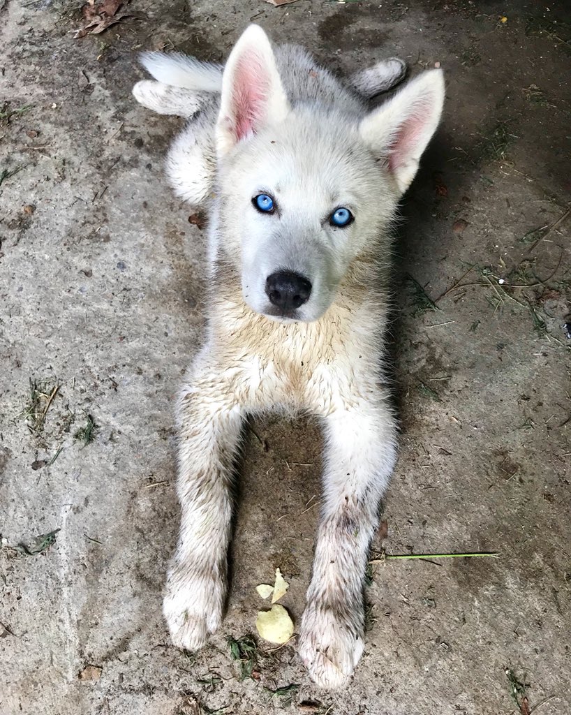 rayy_chelly's tweet image. Y’all pray for this lil guy! A family member accidentally backed over him and broke his femur in half and off the hip joint, which will have to be taken out. We’ve got a long road to recovery coming after surgery💔